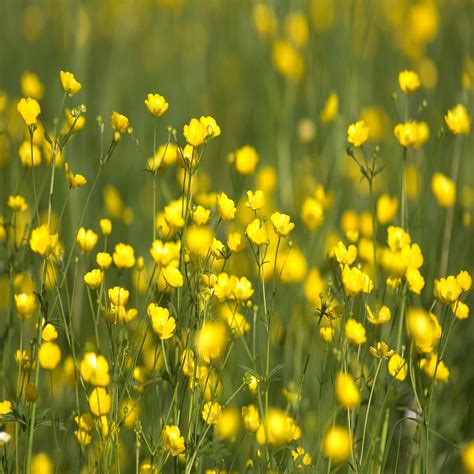 Creeping Buttercup Wildflower Seed Our Wildflower Ranges Green Tech