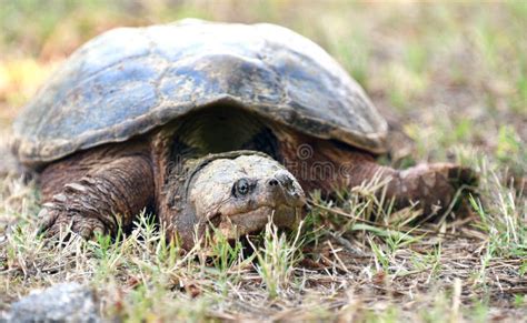 Giant Snapping Turtle Laying In The Grass Georgia Usa Stock Image