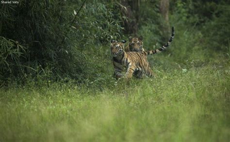 Best Tiger Safari In Bandhavgarh Experience October