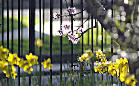 Flowers Branches Fence Wallpaper Hd Nature 4k Wallpapers Images And