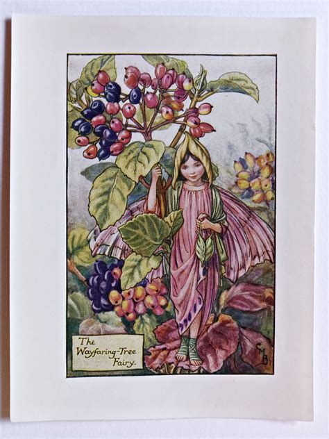 Elderberry Flower Fairy Print Flower Fairy Prints