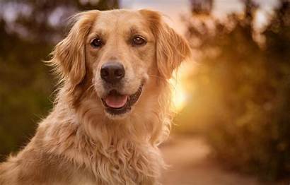 Golden Retriever Sun Labrador Sunset Dogs Retriver
