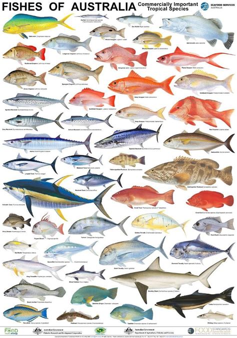 √ Meeresfische Liste Fischlexikon
