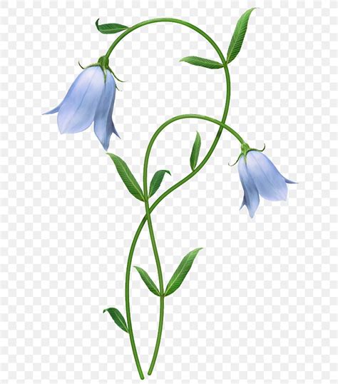 Flower Blue Harebell Clip Art Png 650x931px Flower Bellflower