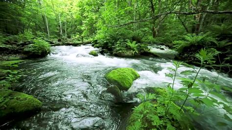 Peaceful River In Green Forest Nature Video Relaxing River Sounds White Noise For Sleep