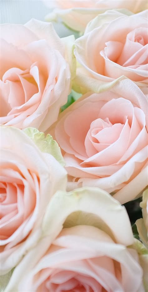 Light Pink Roses Wallpapers Wallpaper Cave