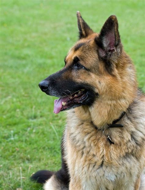 Free Image On Pixabay German Shepherd Dog Alsatian Gsd In 2020