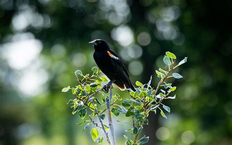 Download Wallpaper 1440x900 Red Winged Blackbird Bird Tree Blur