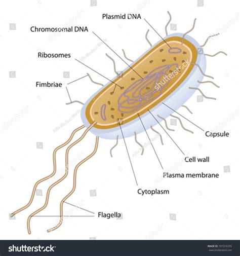 Structure Of A Bacterial Cell