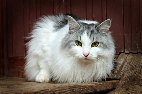 How Much Does A Siberian Cat Cost 2024 Price Guide Hepper