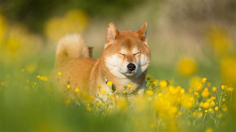 This rule has been expanded to cover 'forced' doge posts that feature the original 'doge' image, but have been modified in such a way that does not relate to the doge meme. Dog, Shiba Inu HD Wallpaper & Background • 33267 • Wallur