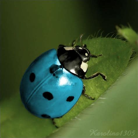 Blue Ladybug By Karolina1305 On Deviantart Ladybug Beautiful Bugs Bugs