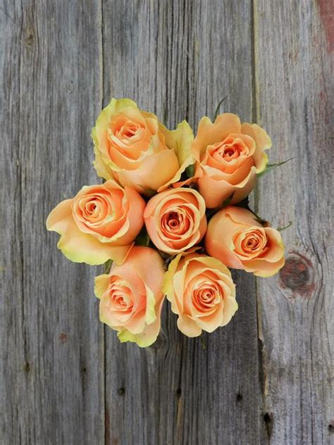 Wholesale Cuenca Peach Roses Delivered Online Flowerfarm
