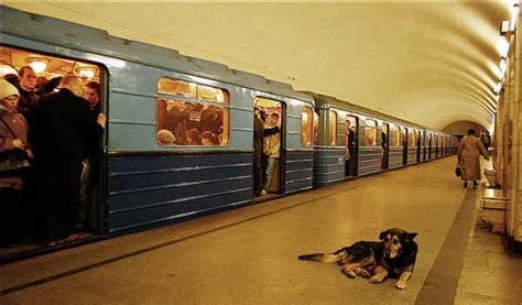 Stray Dogs In Moscow Use Public Transportation