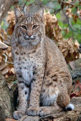 Bobcat company is committed to delivering the market's best compact equipment solutions that are tough. Bobcat (Lynx rufus) | AZAnimals.com