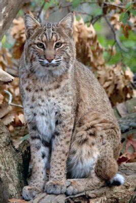 Being smaller than a cougar, a bobcat only reaches out 15 inches to rake up debris to cover the food cache. Bobcat (Lynx rufus) | AZAnimals.com