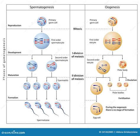 During Gametogenesis Diploid Or Haploid Precursor Cells Divide And Differentiate To Form Mature
