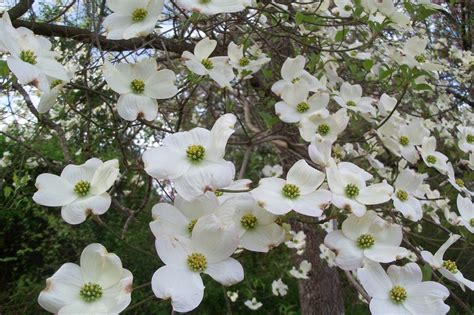 Free Photo Dogwood Blossoms Spring Flower Free Image On Pixabay