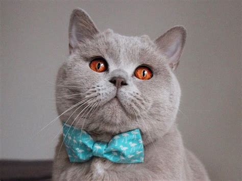 British Shorthair Cats 7 Reasons Why Theyre Amazing
