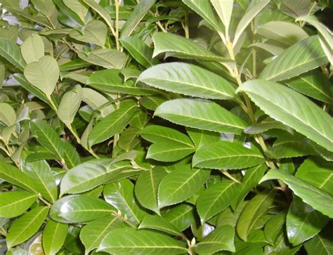 Common Laurel Instant Hedge Prunus Laurocerasus Practicality Brown