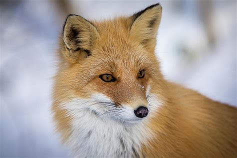 Red Fox Portrait In Hokkaido Japan Photograph By Steven Upton Pixels