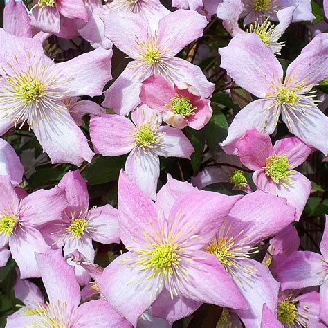 Large 6 7ft Specimen Climber Clematis Montana Pink Perfection Large Clematis Plants