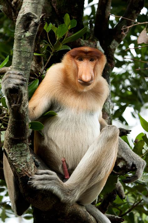 Proboscis Monkey Mammals Wild Latitudes Borneo Tour · Biodiversity4all