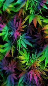 Purple Marijuana Leaves Photos
