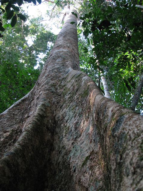 One Percent Of Tree Species In The Amazon Forest Account