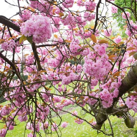 Prunus Kanzan Japanese Flowering Cherry Tree