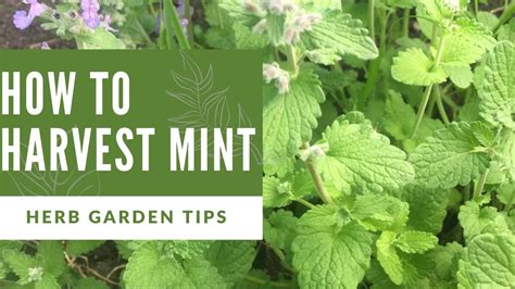 How To Harvest Mint And More Useful Herb Garden Tips Youtube