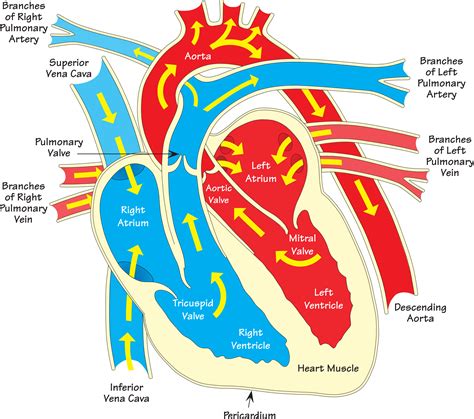 Anatomy Of Heart Diagram