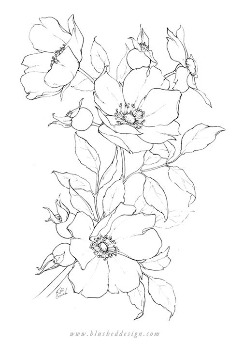 Flower Drawings Spring 2019 — Blushed Design In 2020 Flower Drawing