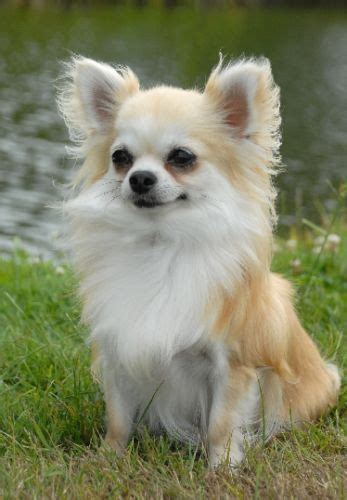 Chihuahua Long Coat Pets Lovers