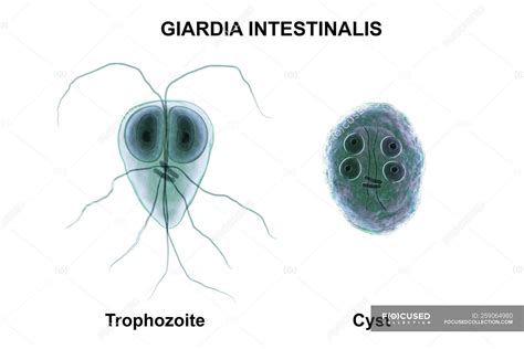 Giardia Intestinalis Trofozoito Y Quiste Par Sito Flagelado En El Intestino Delgado