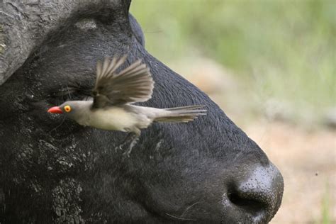 Wildlife Den South African Wildlife Photography Red Billed Oxpecker