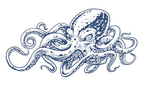 New 25 Octopus Vector