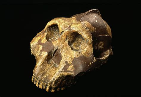 Fossil Australopithecus Skull Photograph By Pascal Goetgheluck Science