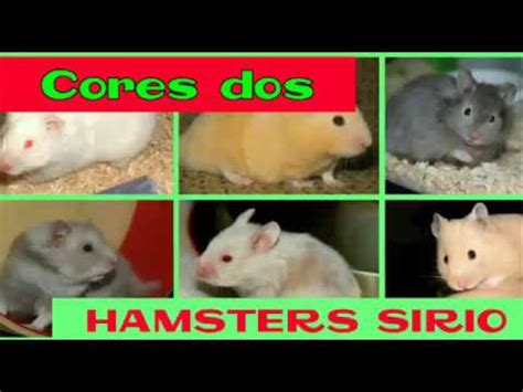 Principais cores do Hamster Sírio YouTube
