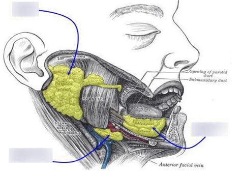 Anatomy Mouth Salivary Glands Identifying Location Diagram Quizlet