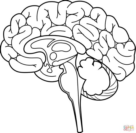 Human Brain Anatomy Coloring Page Free Printable Coloring Pages Images