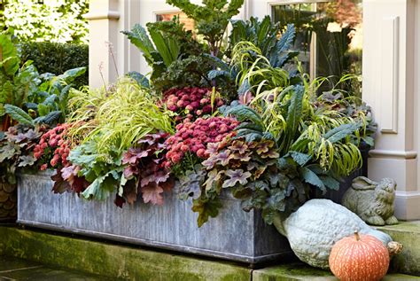 Mum And Kale Fall Container Recipe Garden Gate