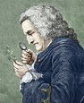 Bernard de Jussieu, French botanist - Stock Image - C002/3098 - Science ...