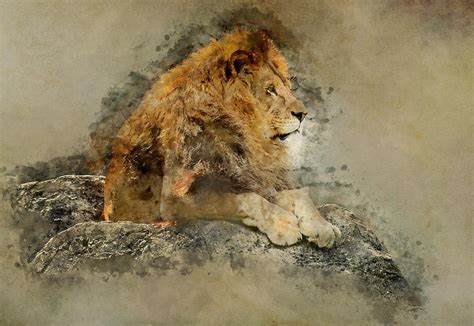Lion On The Rocks Digital Art By Jaroslaw Blaminsky Fine Art America
