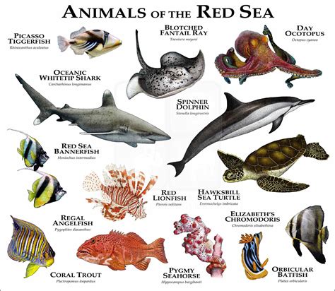 Marine Animals Of The Red Sea Poster Print Inkart