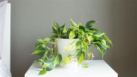 Indoor Philodendron Care Basics Keep Your Plants Thriving