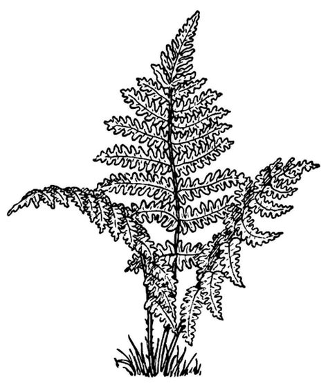 Color Pages Of Ferns Fern Coloring Picture Teaching Pinterest
