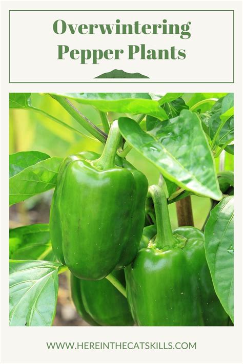 Overwintering Pepper Plants How To Keep Bell Jalapeno Habanero And