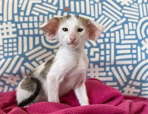 ¿qué Precio Tiene Un Gato Oriental Mejores Criaderos Smylepets