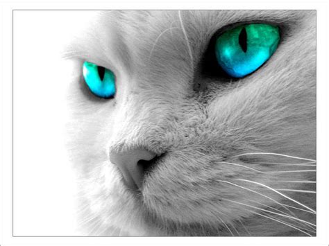 Beautiful Cats Pictures Beautiful Cool Wallpapers